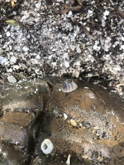 Amphibalanus reticulatus