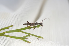 Quasiphneope quadrimaculata