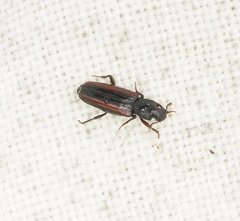 Ascetoderes vittatus