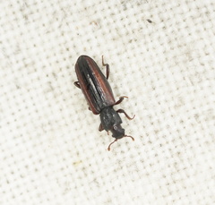 Ascetoderes vittatus