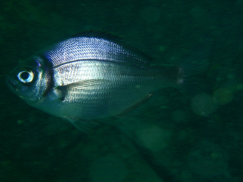Boopsoidea
