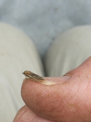 Agonopterix assimilella