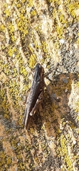 Chorthippus brunneus