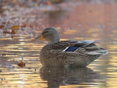 Anas platyrhynchos