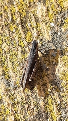Chorthippus brunneus