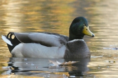 Anas platyrhynchos