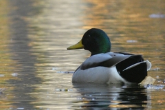 Anas platyrhynchos