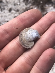 Isognomon