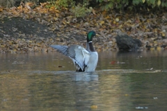 Anas platyrhynchos
