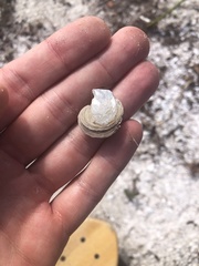 Isognomon