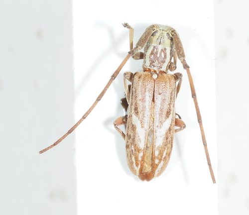 Subspecies Eunidia brunneopunctata strigatoides · iNaturalist