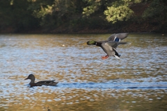 Anas platyrhynchos