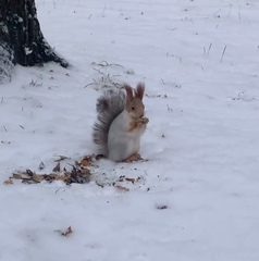 Sciurus vulgaris exalbidus