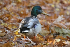 Anas platyrhynchos