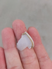 Semicassis bisulcata