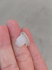 Semicassis bisulcata