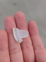 Semicassis bisulcata