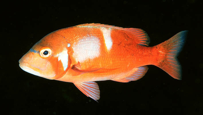 Chrysoblephus
