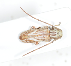 Eunidia brunneopunctata strigatoides