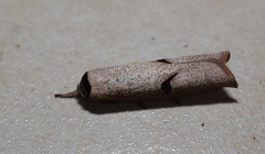 Pilostibes stigmatias