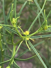 Sartwellia flaveriae