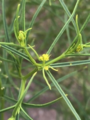 Sartwellia flaveriae