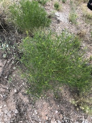 Sartwellia flaveriae