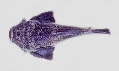 Kathetostoma canaster