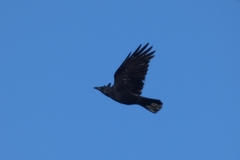Corvus corone