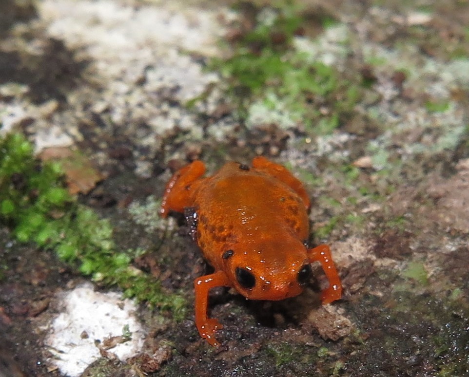 Serra do Araçatuba Flea Toad