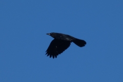 Corvus corone