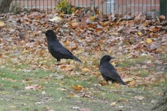 Corvus corone