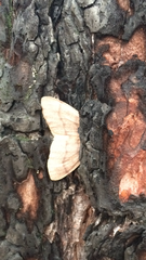 Lambdina pellucidaria