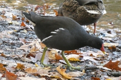 Gallinula chloropus