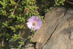 Drosanthemum striatum