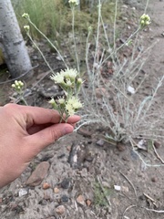 Senecio filaginoides