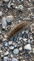 Phragmatobia fuliginosa