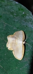 Drapetodes mitaria