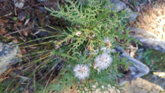 Senecio morrisonensis