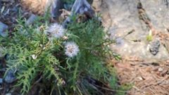 Senecio morrisonensis