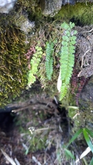 Polystichum thomsonii