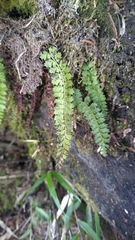 Polystichum thomsonii