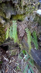 Polystichum thomsonii