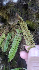 Polystichum thomsonii