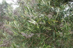 Buddleja saligna