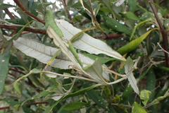 Buddleja saligna