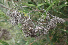 Buddleja saligna