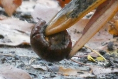 Corylus avellana