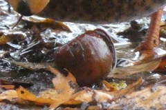 Corylus avellana