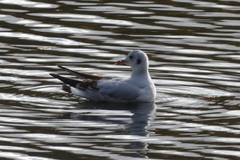 Chroicocephalus ridibundus